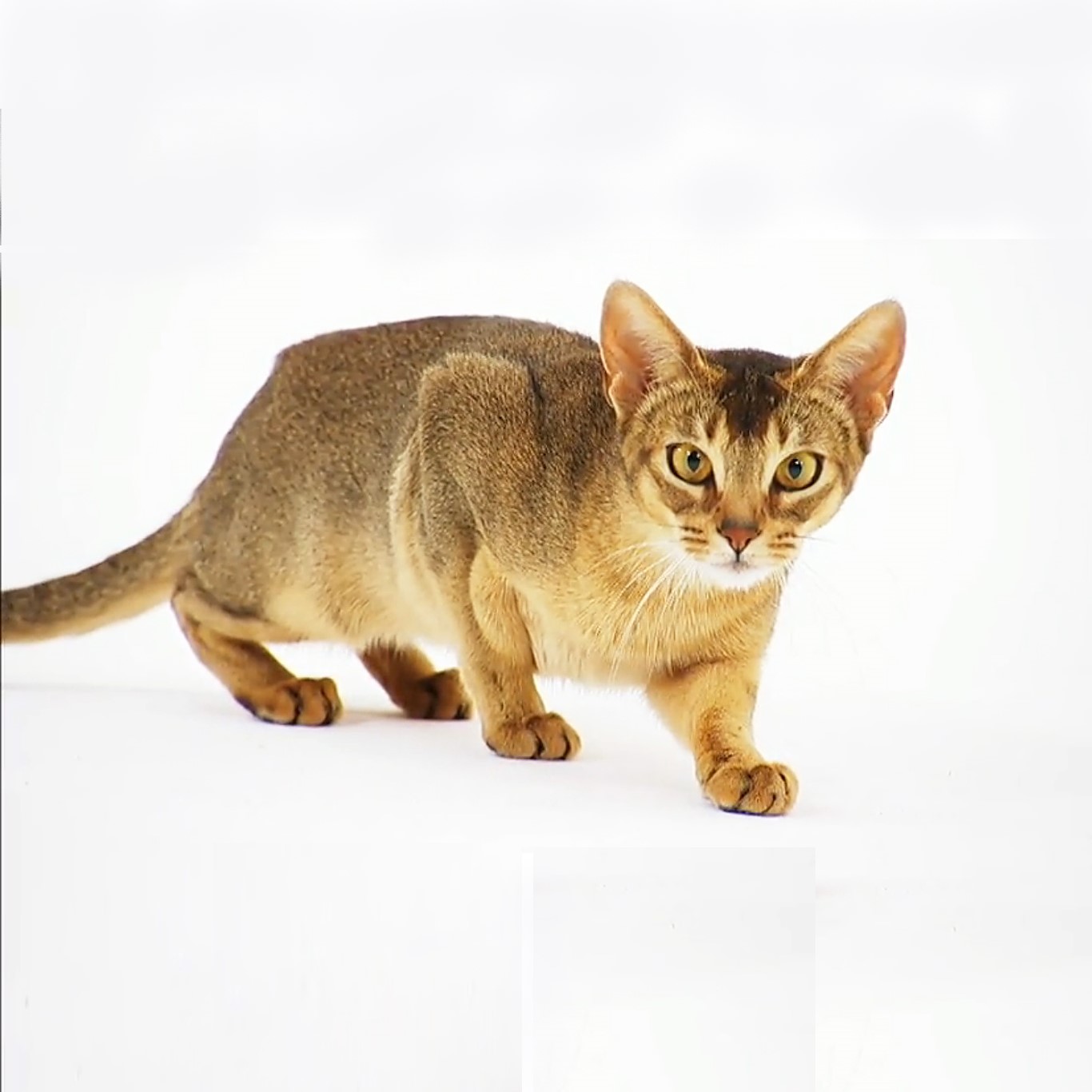 Myfamily-Abyssiner-IDtag...............jpg Myfamily Abyssiner IDtag