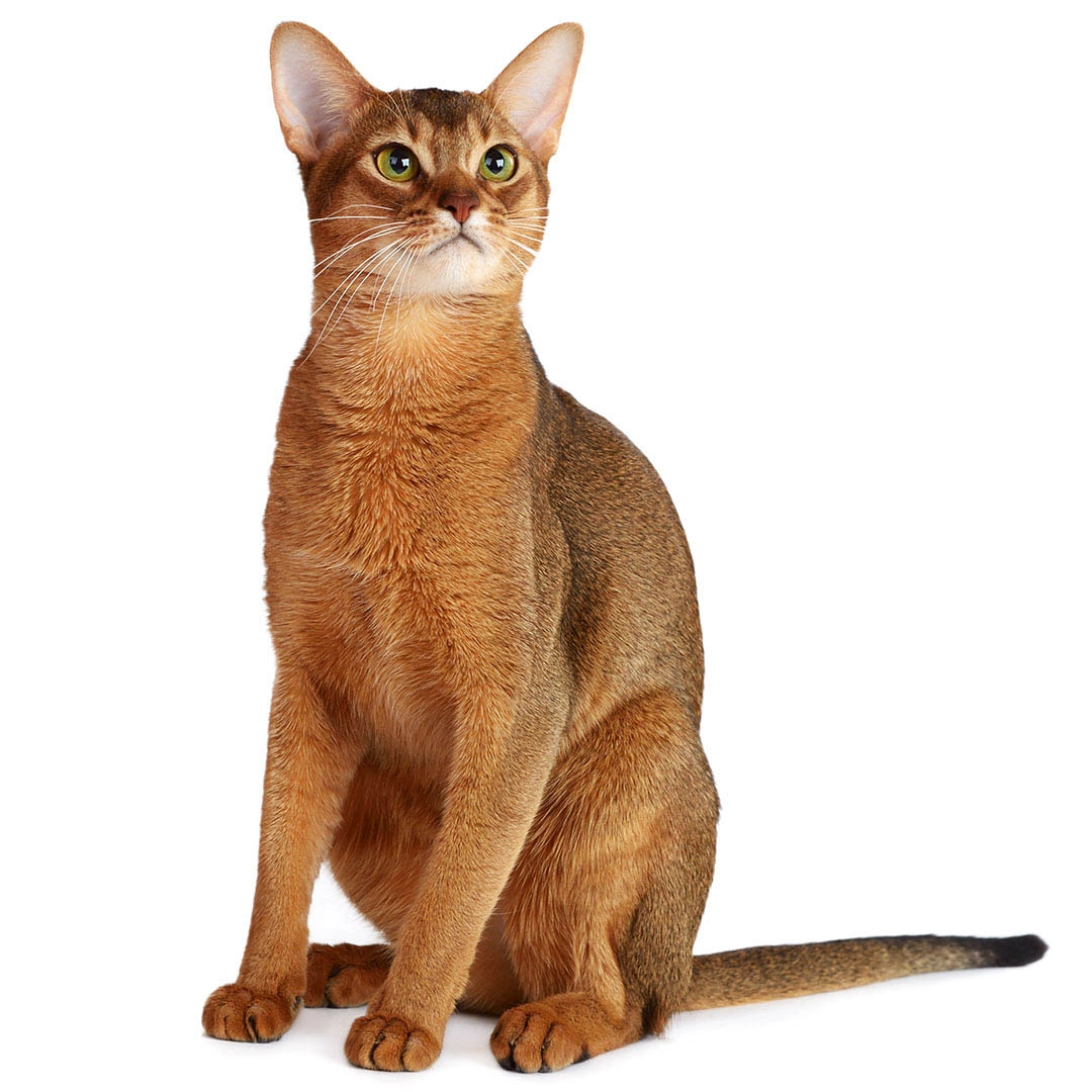 Myfamily-Abyssiner-IDtag.........png Myfamily Abyssiner IDtag
