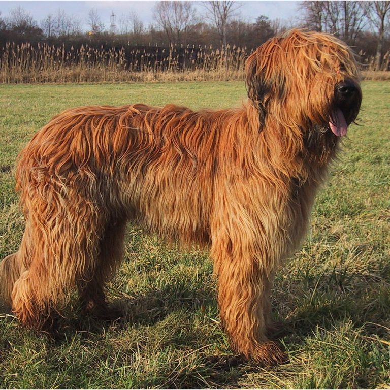 Myfamily Briard IDtag