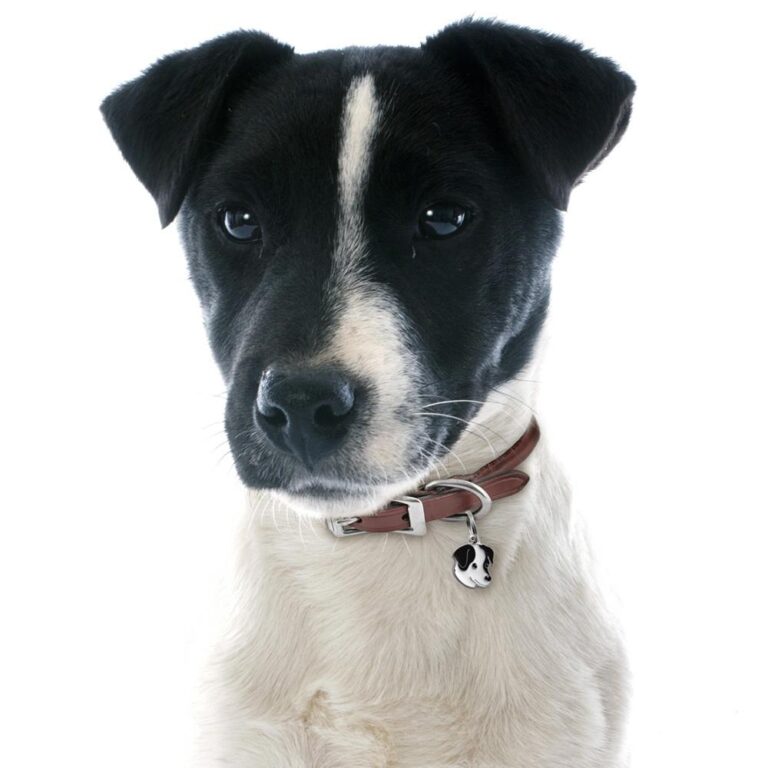 Jack Russell terrier sort