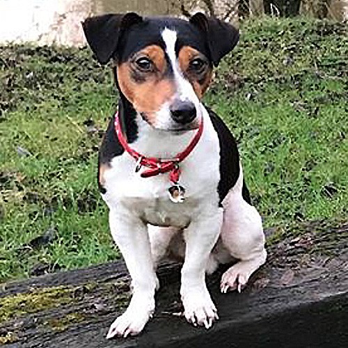 Jack Russell terrier