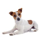 Jack Russell