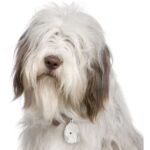 Myfamily Bearded collie