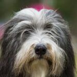 Myfamily Bearded collie