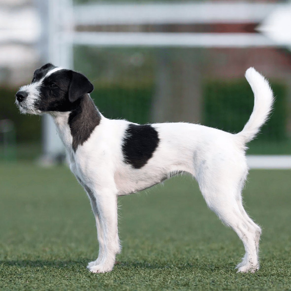 Myfamily Jack Russell terrier Myfamily Jack Russell terrier