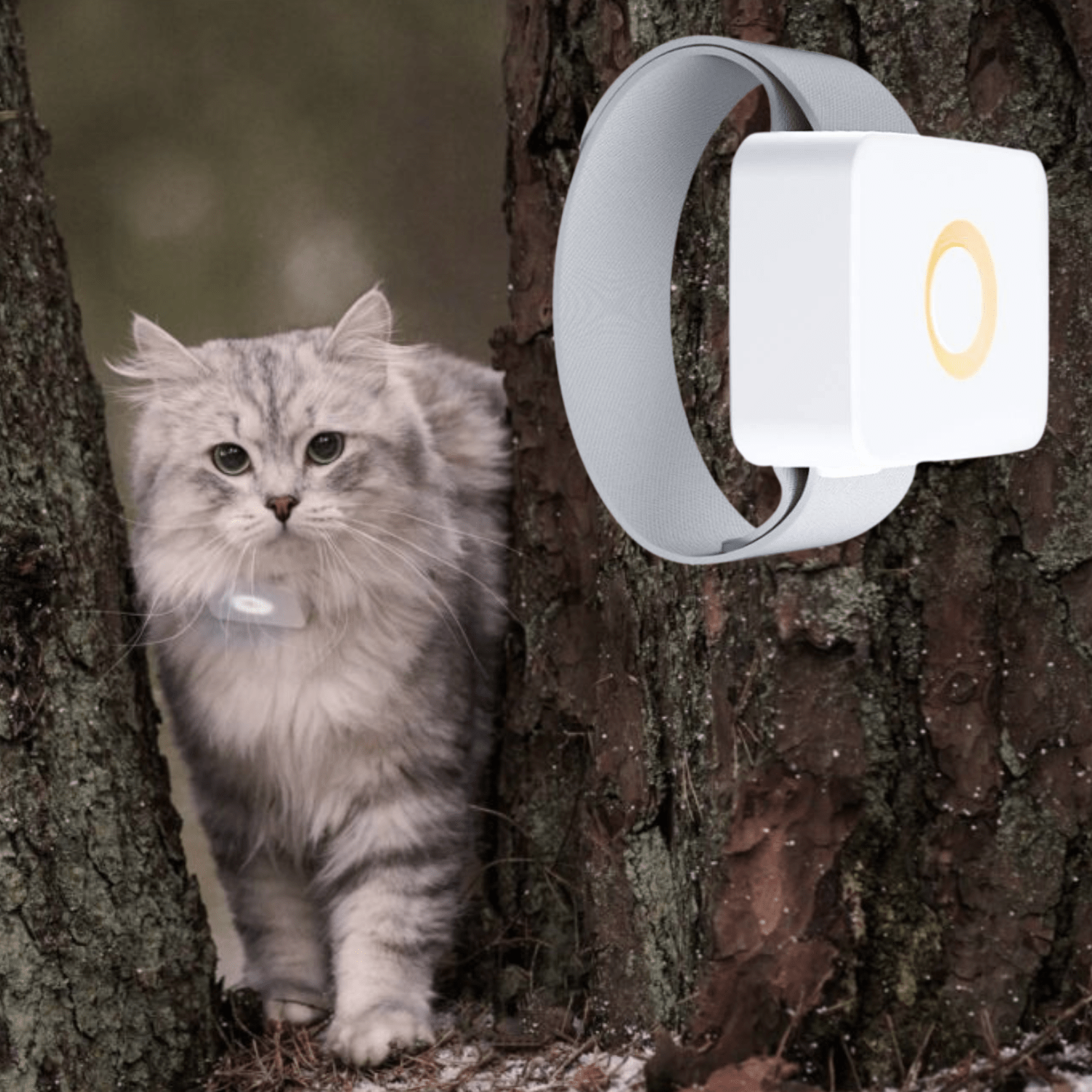 Lilcat sporing og GPS katt Lilcat sporing og GPS katt