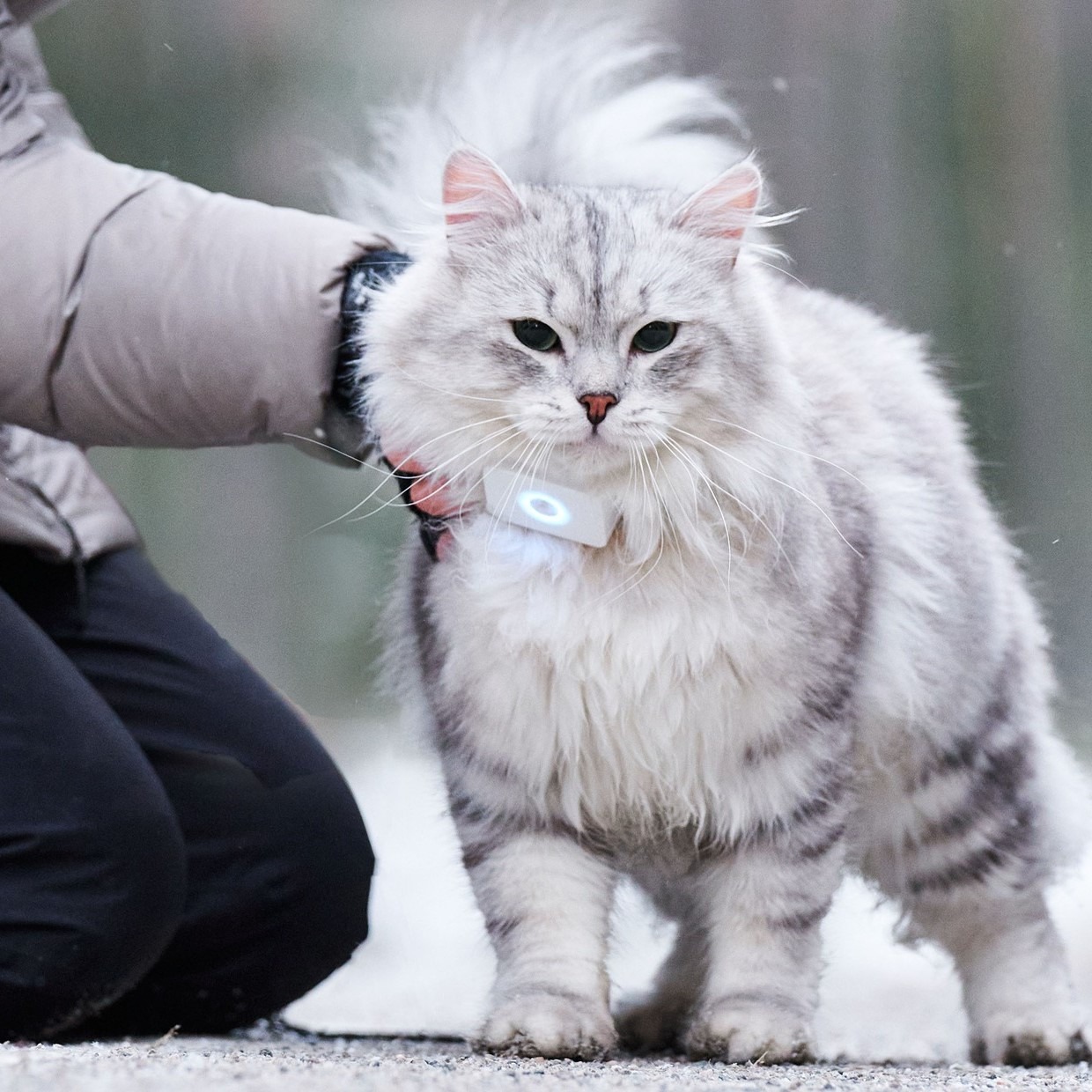 Lilcat sporing og GPS katt Lilcat sporing og GPS katt