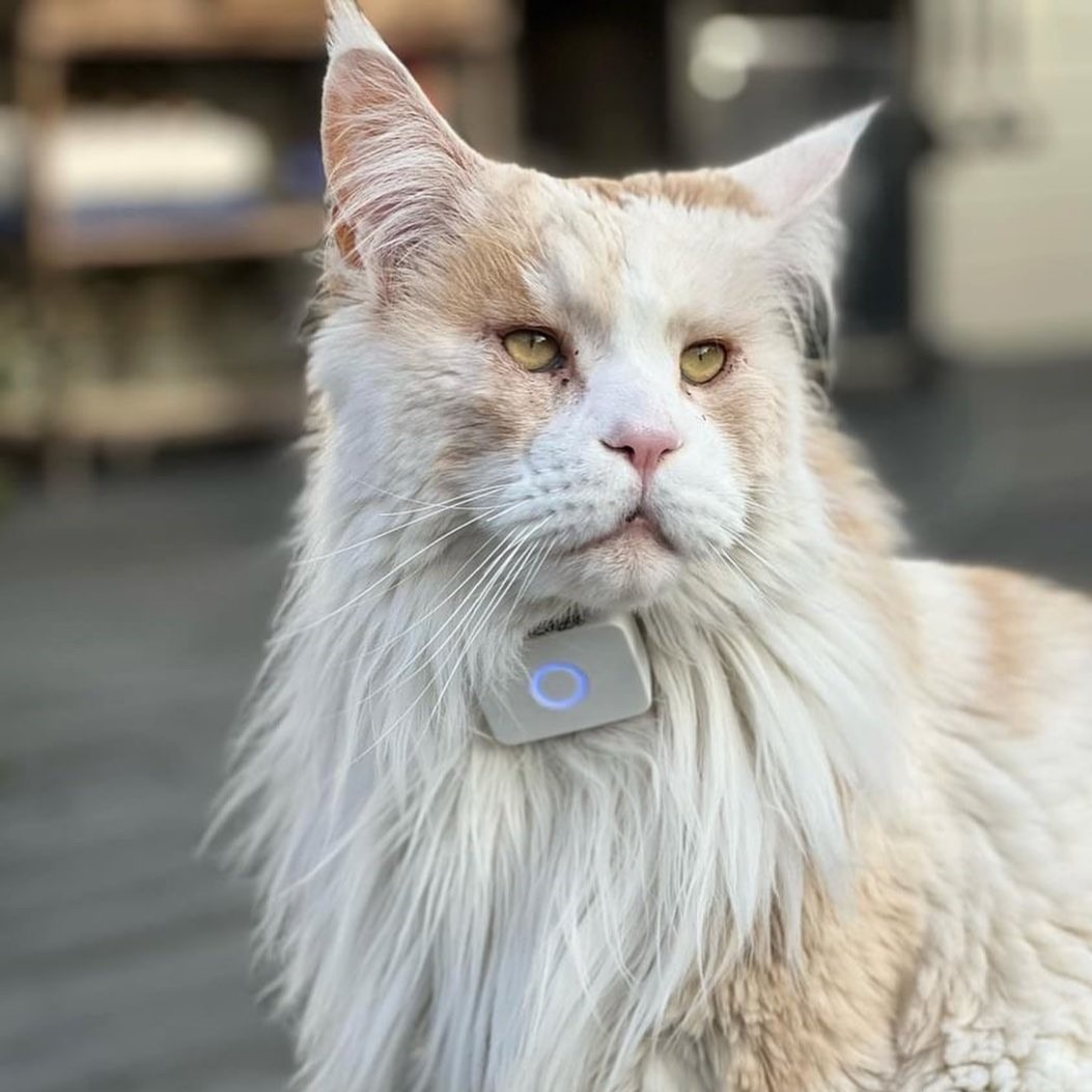 Lilcat sporing og GPS katt Lilcat sporing og GPS katt