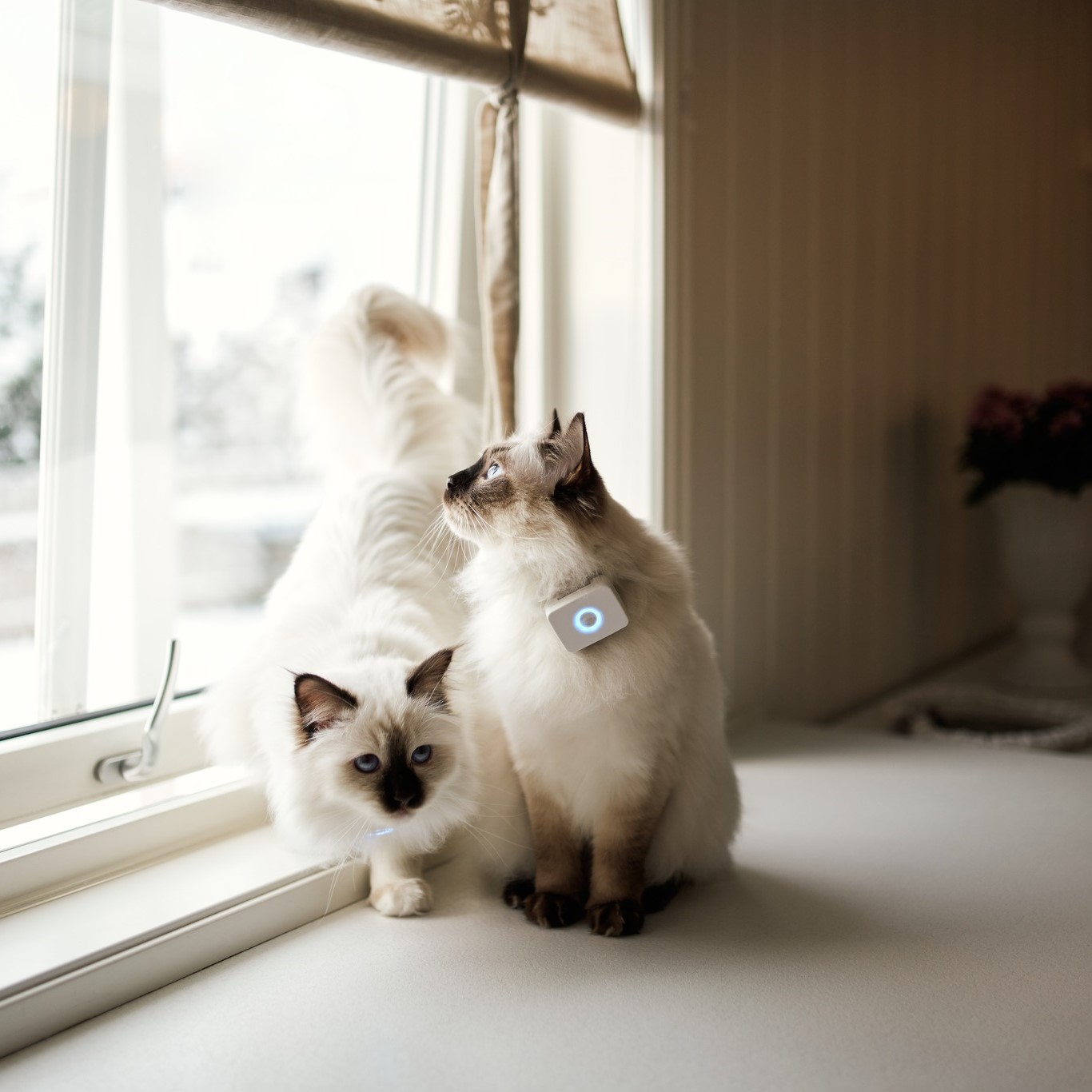 Lilcat sporing og GPS katt Lilcat sporing og GPS katt