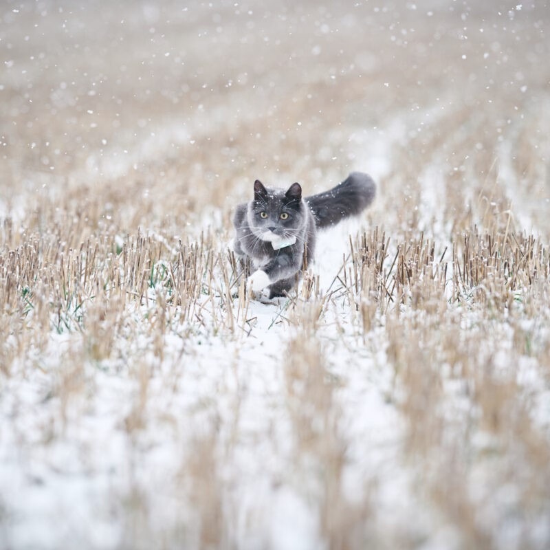 Lilcat sporing og GPS katt Lilcat sporing og GPS katt