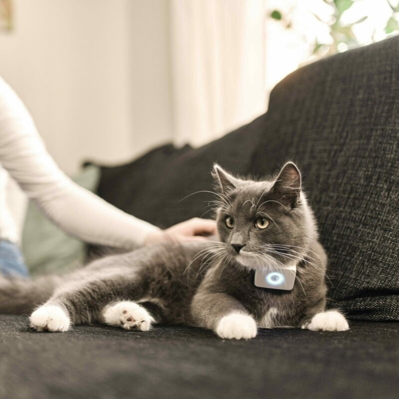 Lilcat sporing og GPS katt Lilcat sporing og GPS katt