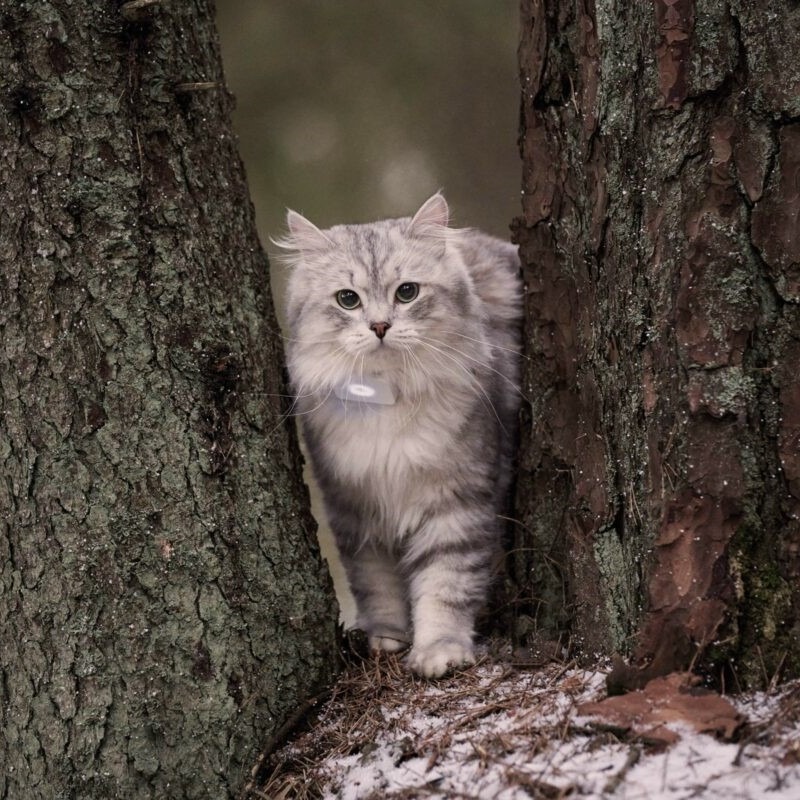 Lilcat sporing og GPS katt Lilcat sporing og GPS katt