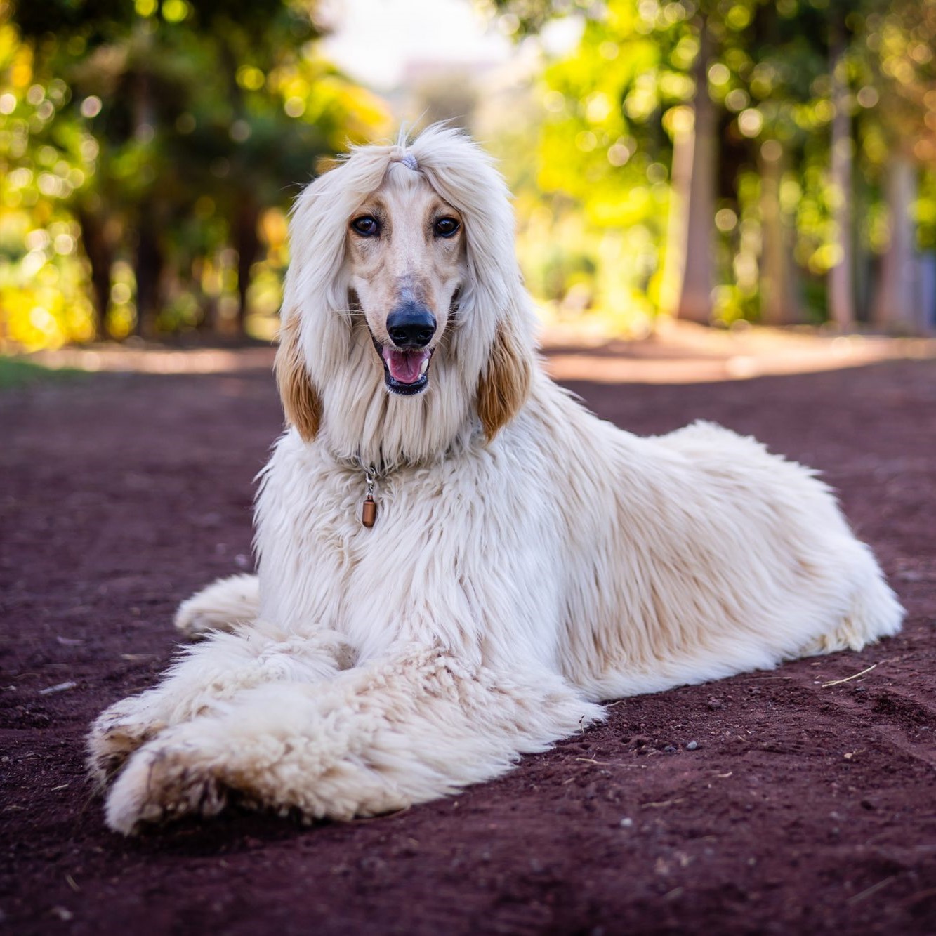 Myfamily Afghansk mynde IDtag