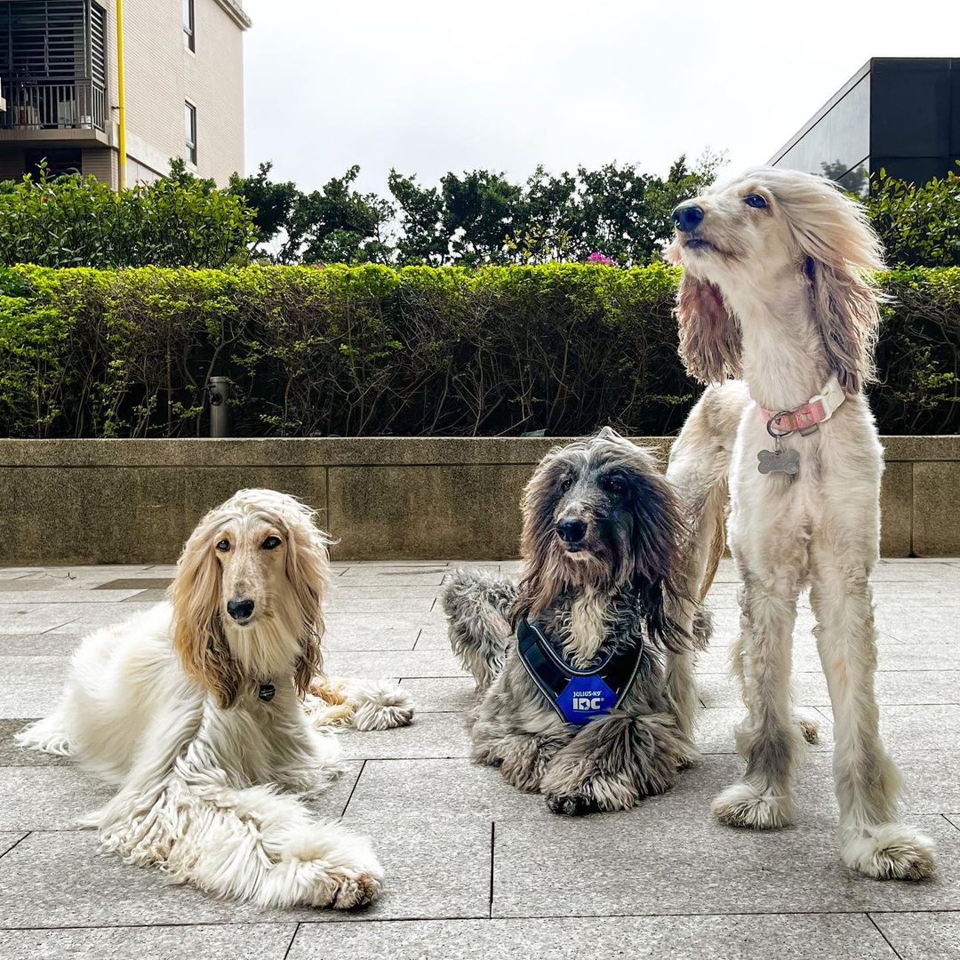 Myfamily Afghansk mynde IDtag