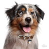 Myfamily Australian shepherd IDtag Myfamily Australian shepherd IDtag