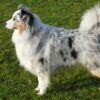 Myfamily Australian shepherd IDtag Myfamily Australian shepherd IDtag