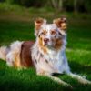 Myfamily Australian shepherd IDtag Myfamily Australian shepherd IDtag