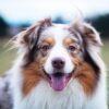 Myfamily Australian shepherd IDtag Myfamily Australian shepherd IDtag