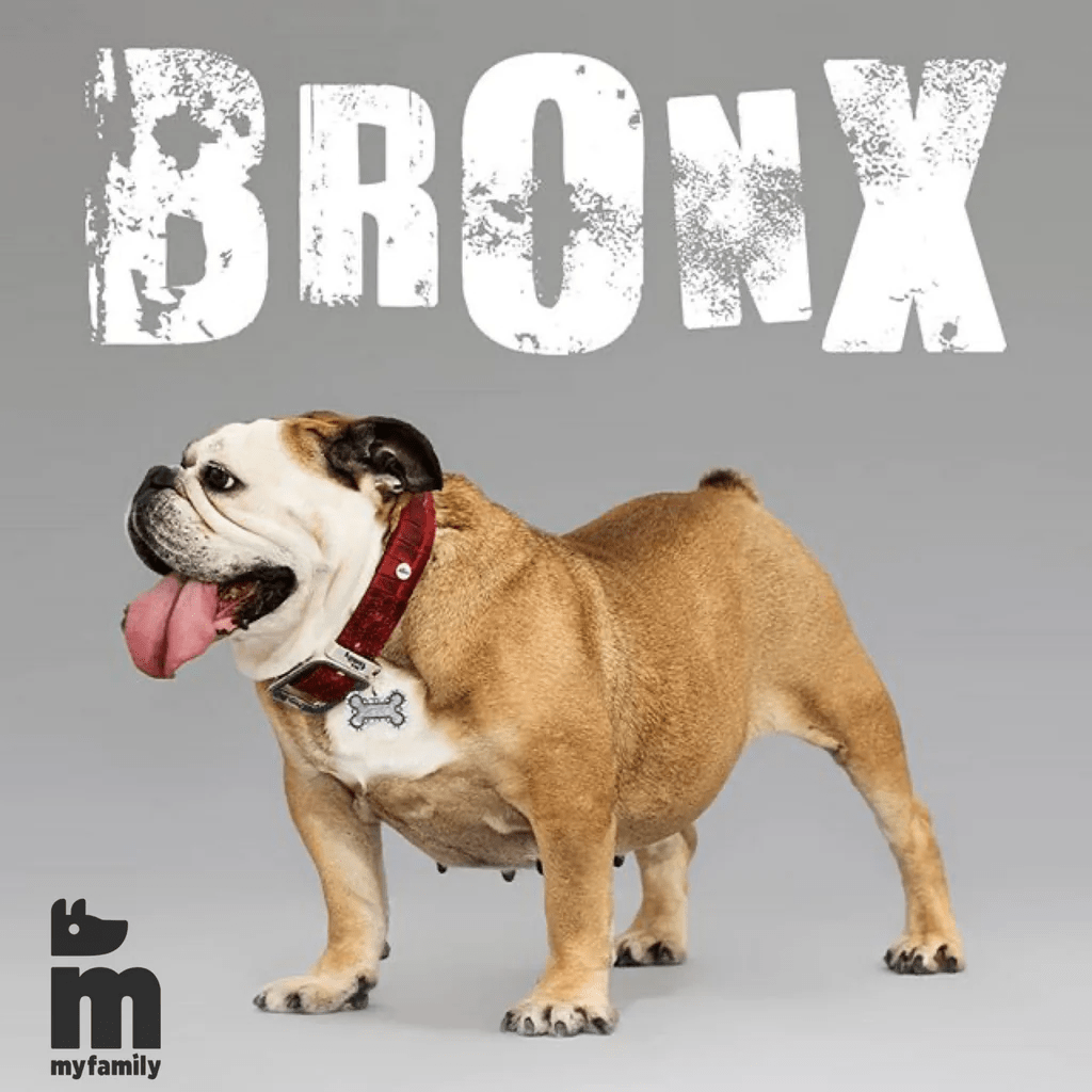 Myfamily Bronx bein Rhombus ID tag