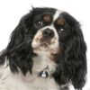 Myfamily Cavalier king charles IDtag Myfamily Cavalier king charles IDtag