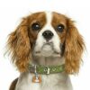 Myfamily Cavalier king charles IDtag Myfamily Cavalier king charles IDtag