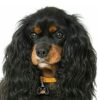 Myfamily Cavalier king charles IDtag Myfamily Cavalier king charles IDtag