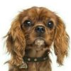Myfamily Cavalier king charles IDtag Myfamily Cavalier king charles IDtag