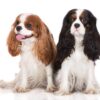 Myfamily Cavalier king charles IDtag Myfamily Cavalier king charles IDtag