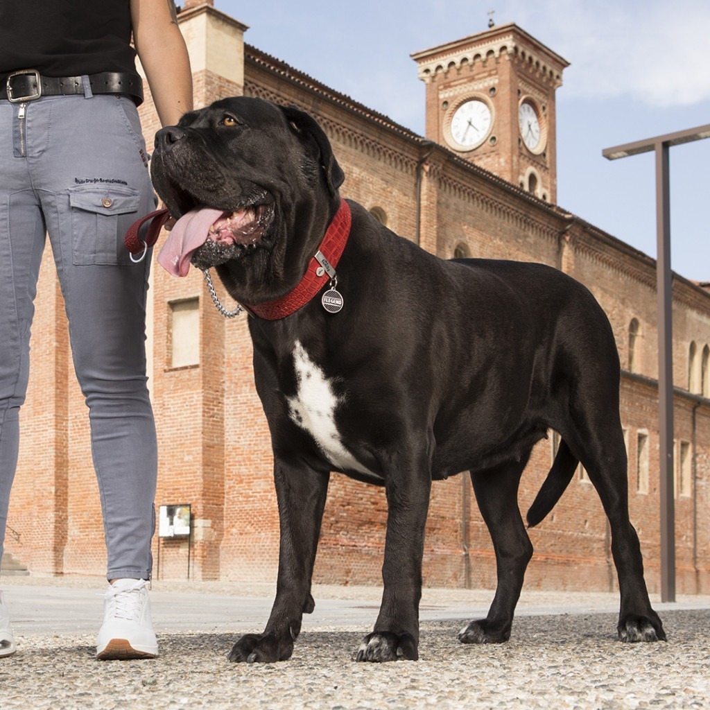 Myfamily Circle The Legend ID tag Myfamily Circle The Legend ID tag