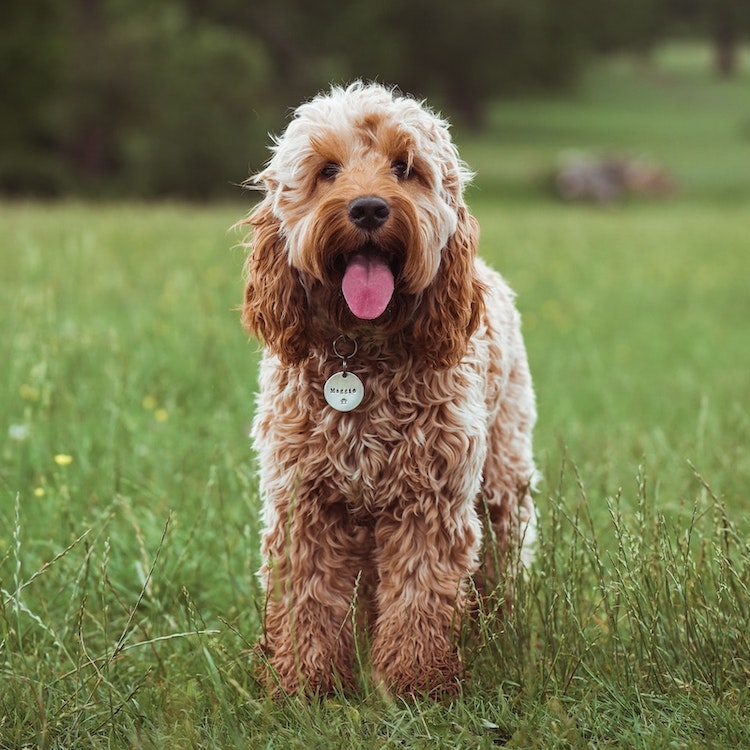 Myfamily Cockapoo IDtag Myfamily Cockapoo IDtag