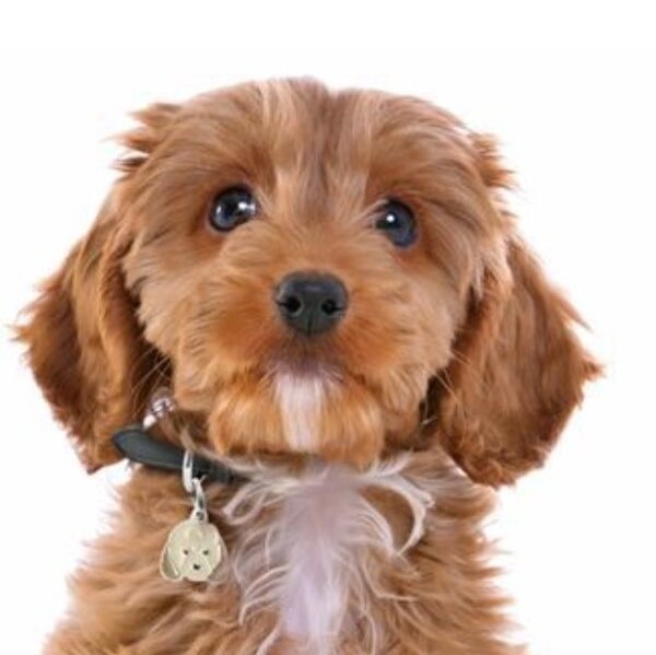 Myfamily Cockapoo IDtag Myfamily Cockapoo IDtag