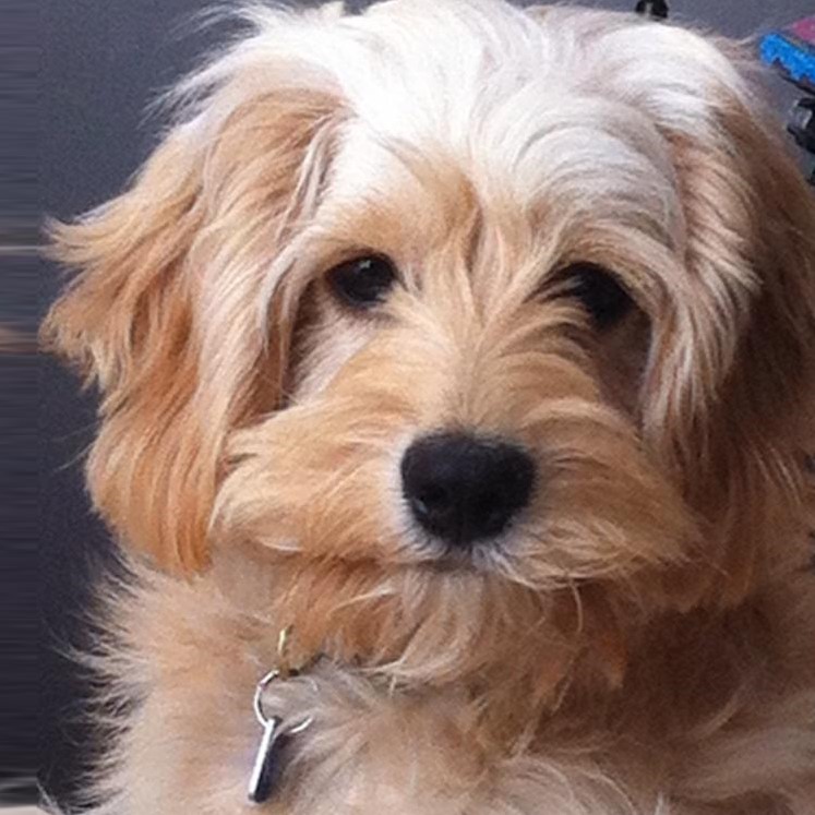 Myfamily Cockapoo IDtag Myfamily Cockapoo IDtag
