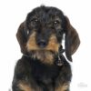 Myfamily Dachshund IDtag Myfamily Dachshund IDtag