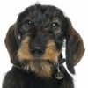 Myfamily Dachshund IDtag Myfamily Dachshund IDtag