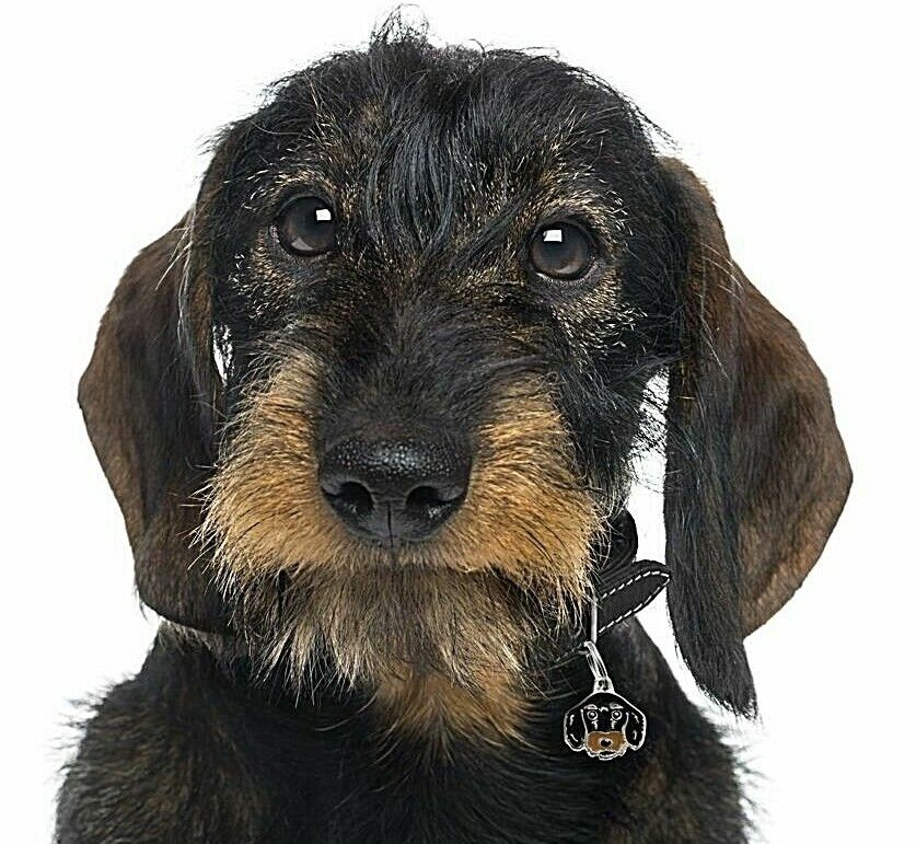 Myfamily Dachshund IDtag