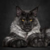 Myfamily Maine Coon IDtag Myfamily Maine Coon IDtag
