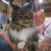 Myfamily Maine Coon IDtag Myfamily Maine Coon IDtag