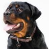 Myfamily Rottweiler IDtag Myfamily Rottweiler IDtag