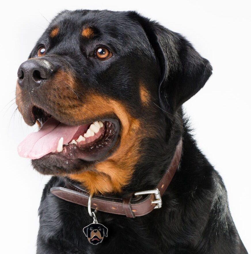 Myfamily Rottweiler IDtag Myfamily Rottweiler IDtag