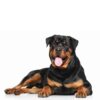 Myfamily Rottweiler IDtag Myfamily Rottweiler IDtag