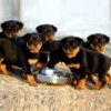 Myfamily Rottweiler IDtag Myfamily Rottweiler IDtag