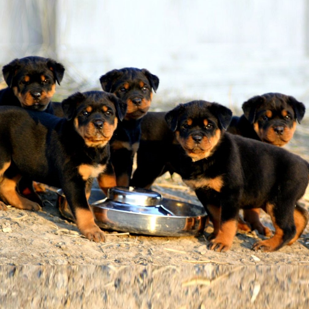 Myfamily Rottweiler IDtag Myfamily Rottweiler IDtag