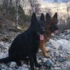 Myfamily Schæferhund IDtag Myfamily Schæferhund IDtag